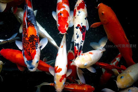 多彩锦鲤仰望镜头，红白黑交织