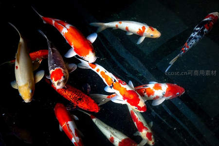 深水锦鲤优雅游弋
