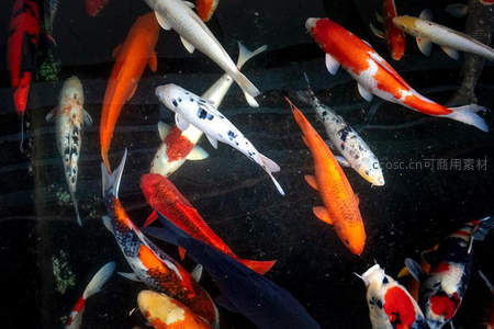 俯瞰锦鲤池，鱼影交错生辉