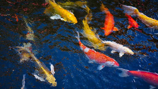 金黄锦鲤戏水，蓝波映衬如诗