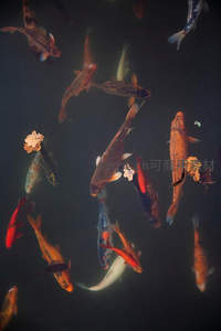 深色水域中锦鲤与落叶共舞