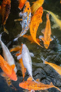 密集锦鲤群聚水面泛起涟漪