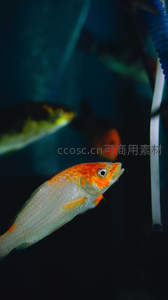 水族箱中的橙色锦鲤特写