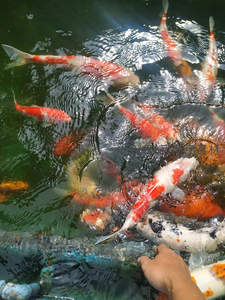 多人手喂锦鲤群聚争食
