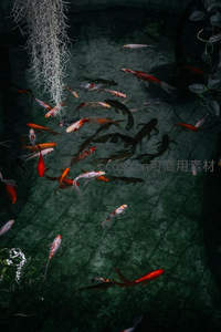 池塘俯瞰锦鲤群游如画境