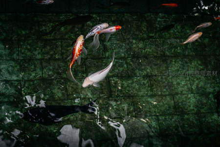 池中锦鲤戏水倒影相映成趣