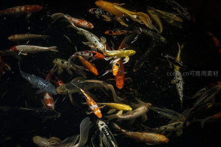 黑暗水域中斑斓锦鲤聚群游弋