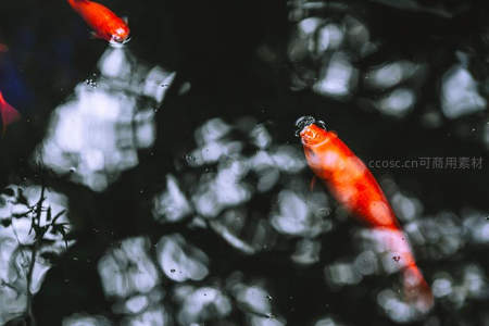 红锦鲤探头水面吐泡瞬间