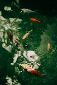 池底锦鲤悠然自得，树影婆娑相映