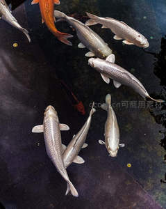 俯拍池中多尾锦鲤群游