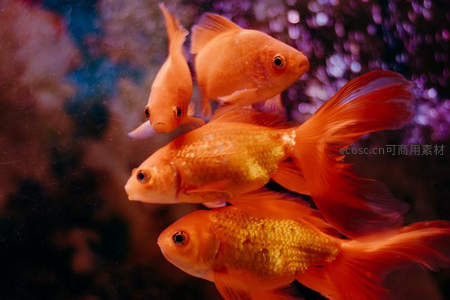 紫光映衬下金鱼成群游弋
