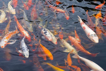 池塘锦鲤群游如彩绘画卷