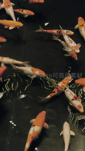 俯瞰深潭锦鲤悠然自得