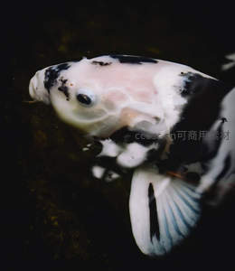 黑白锦鲤特写，斑纹清晰眼神灵动