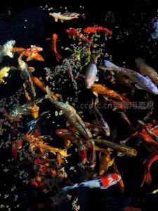 密集锦鲤争食水面浮萍