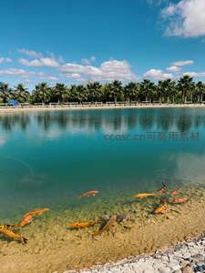 晴空碧水映棕榈，锦鲤悠游石滩边