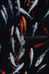 深水锦鲤群游，色彩斑斓如画