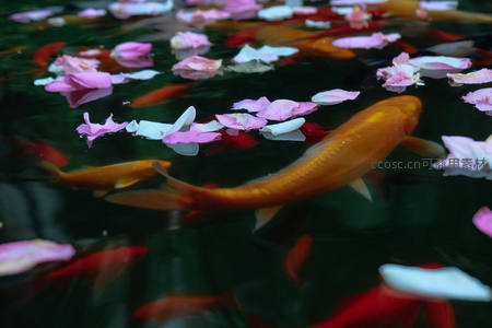 落花逐锦鲤，池塘春意浓