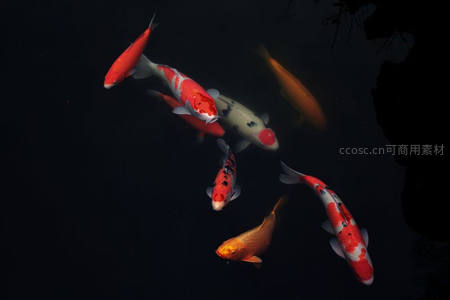 深潭锦鲤优雅游动，姿态灵动