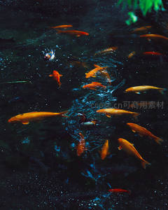 群鲤戏水池中光影斑驳