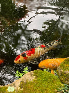 彩鲤穿行苔石间水波轻漾