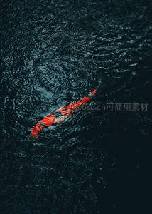雨滴涟漪中，单尾锦鲤穿行