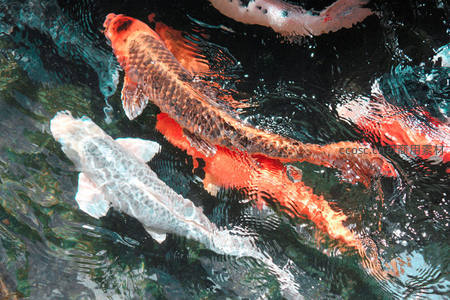 波光粼粼水面，锦鲤穿梭如画卷