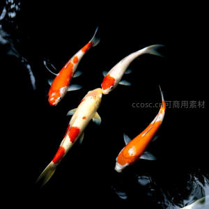 三鱼戏水成趣，黑白红橙映暗潭