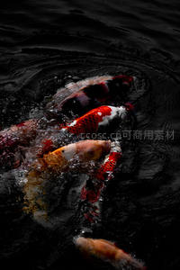 锦鲤群游水波荡漾，色彩斑斓如画