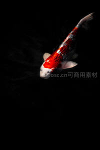 单尾锦鲤水中优雅游姿特写