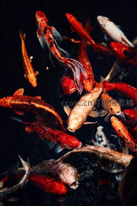 池中锦鲤成群争食，热闹非凡