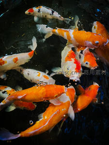 橙白锦鲤聚首水面，灵动可爱