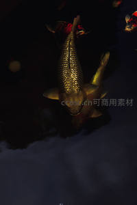 金色锦鲤俯视镜头光影斑驳