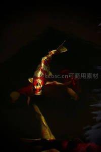 斑斓锦鲤在暗水中优雅转身