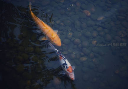 双锦鲤戏水共游卵石池底