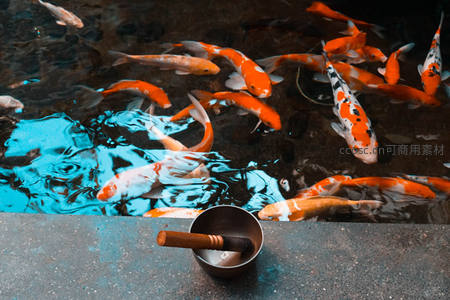 锦鲤池畔静谧时光，铜钵相伴禅意悠然