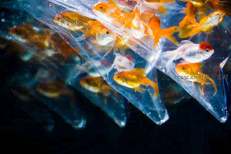 透明袋中的小金鱼，鲜活可爱待售中