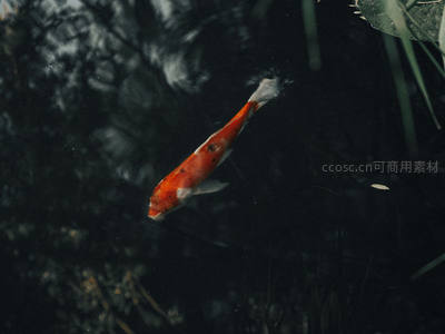 暗影池塘独游，红白锦鲤静谧