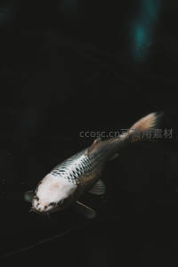 黑白锦鲤潜行，暗水中的优雅