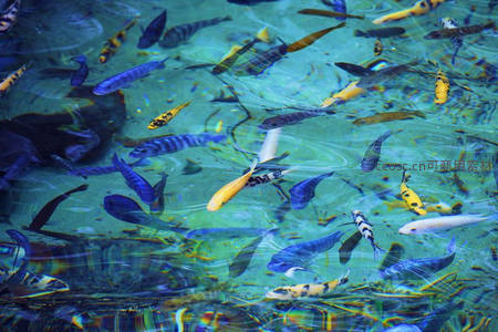 水下斑斓鱼群游弋光影
