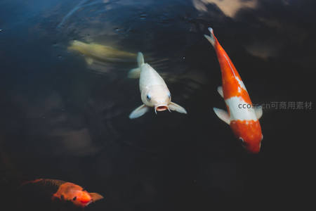 池塘水面锦鲤探头觅食