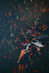 俯视视角下锦鲤群聚游动