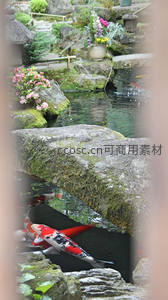 日式庭院锦鲤池，石桥花影映水清