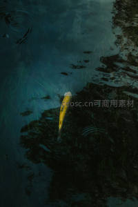 深水锦鲤悠游，涟漪轻荡水草间