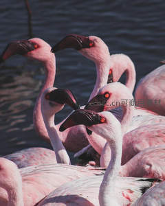 一群火烈鸟在水中聚集，粉白羽翼映衬波光