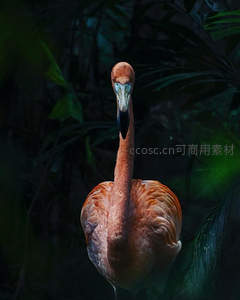 丛林中的火烈鸟，神秘绿影下的孤独身影