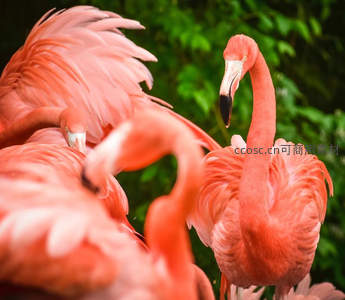 粉红火烈鸟群聚绿意盎然的自然栖息地