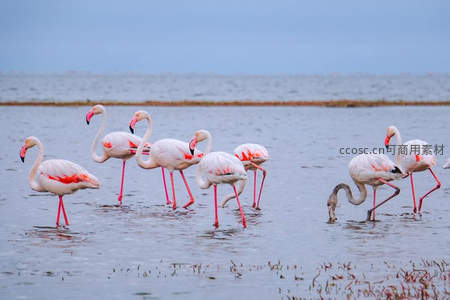火烈鸟群漫步浅水滩涂构成宁静画面