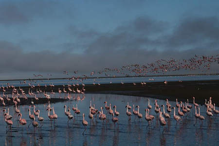 暮色湖畔火烈鸟群舞，天空飞鸟如云