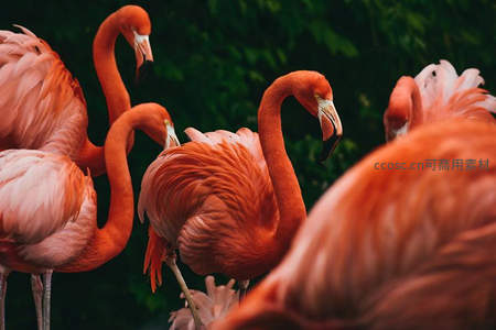 特写火烈鸟羽毛与长颈，细节惊艳